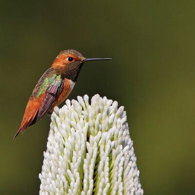 Allen's Hummingbird