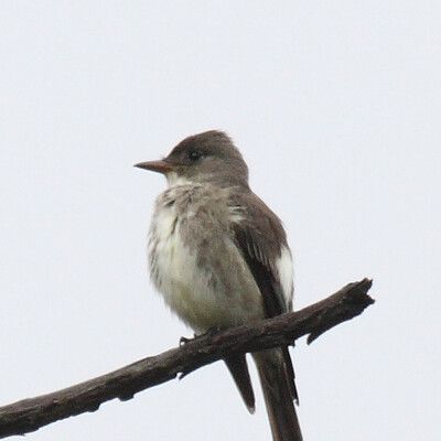 Olive-sided Flycatcher