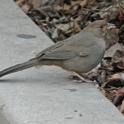 California Towhee