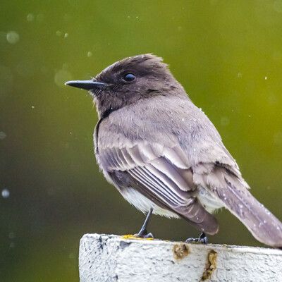Black Phoebe