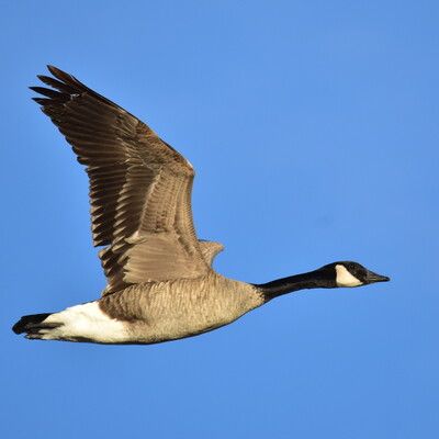 Canada Goose
