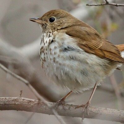 Hermit Thrush
