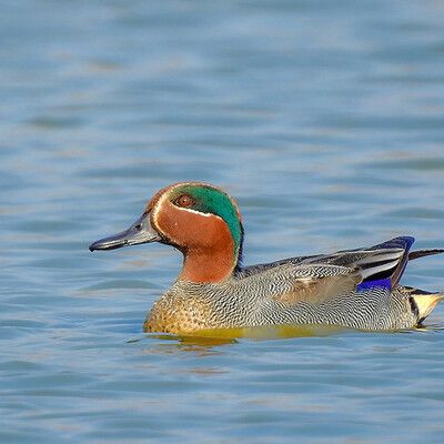 Green-winged Teal