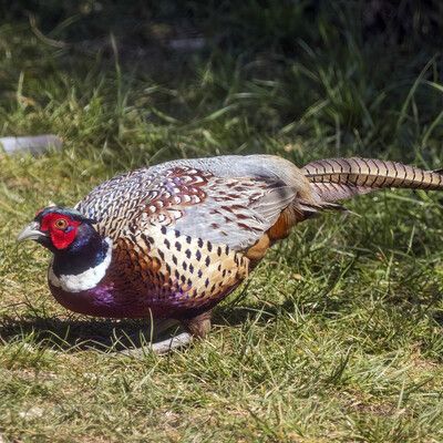 Ring-necked Pheasant