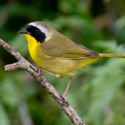 Common Yellowthroat