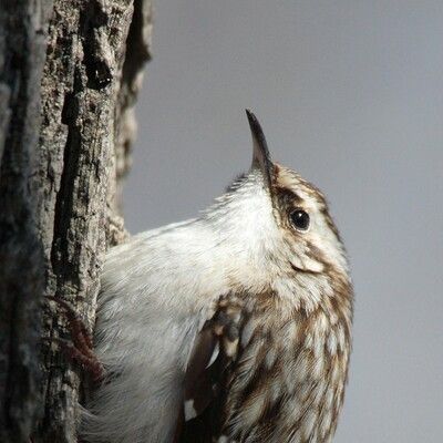 Brown Creeper