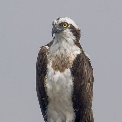 Osprey