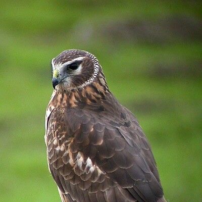 Northern Harrier