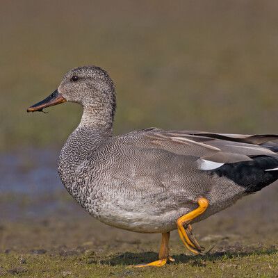 Gadwall