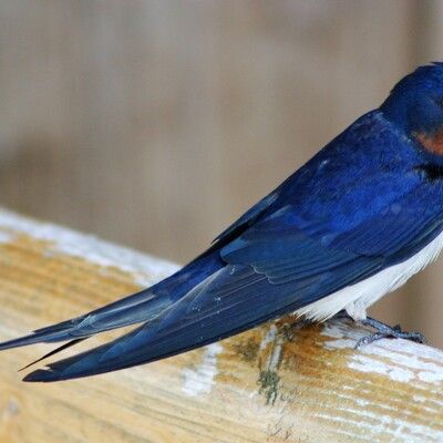 Barn Swallow