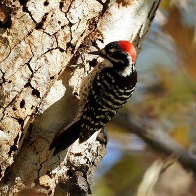 Nuttall's Woodpecker