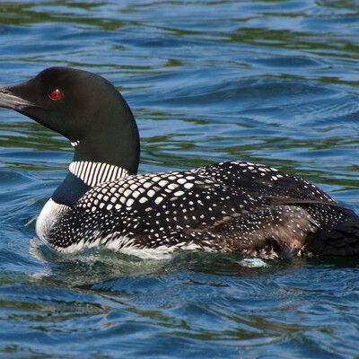 Common Loon