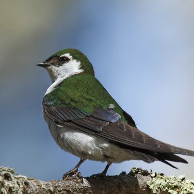 Violet-green Swallow