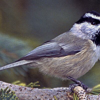 Mountain Chickadee