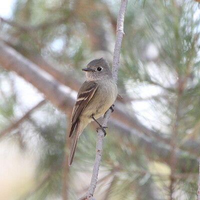 Hammond's Flycatcher