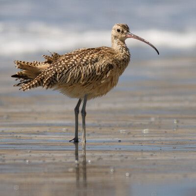 Long-billed Curlew