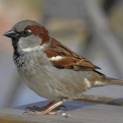 House Sparrow