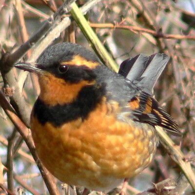 Varied Thrush