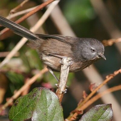 Wrentit