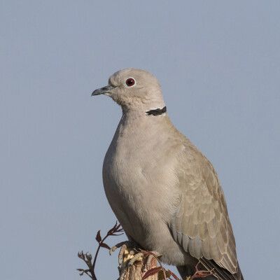 Eurasian Collared-Dove
