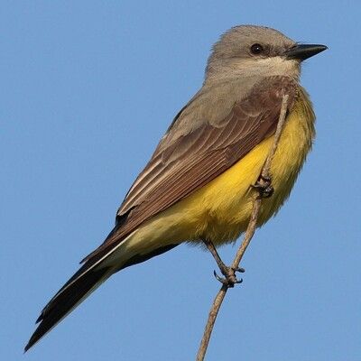 Western Kingbird