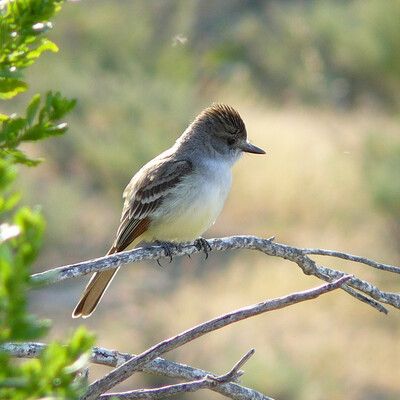 Ash-throated Flycatcher