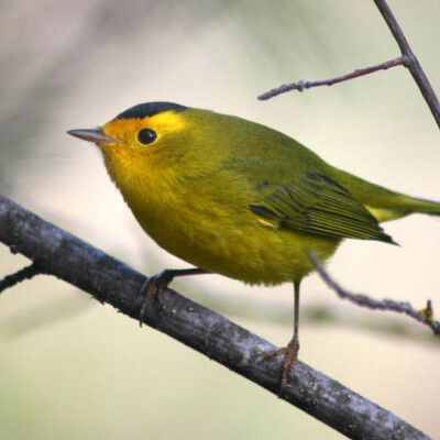 Wilson's Warbler