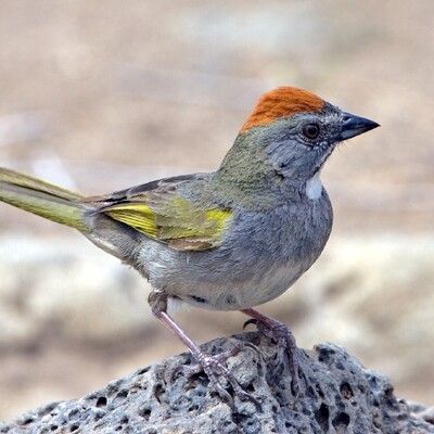Green-tailed Towhee