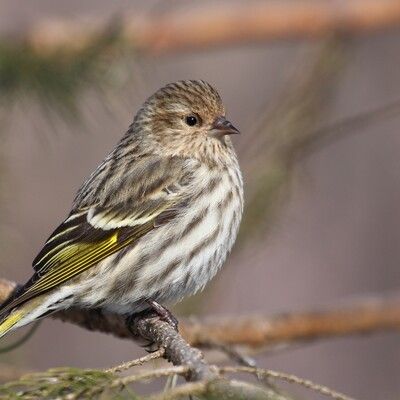 Pine Siskin