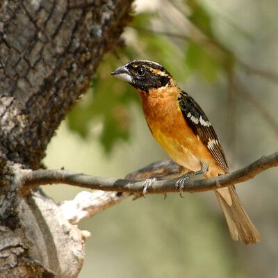 Black-headed Grosbeak