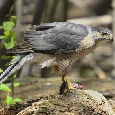 Cooper's Hawk