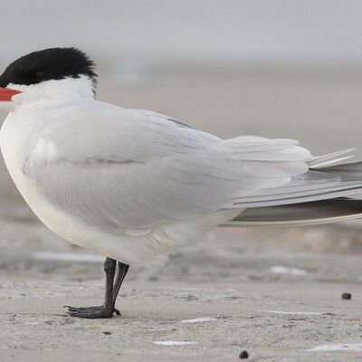 Caspian Tern