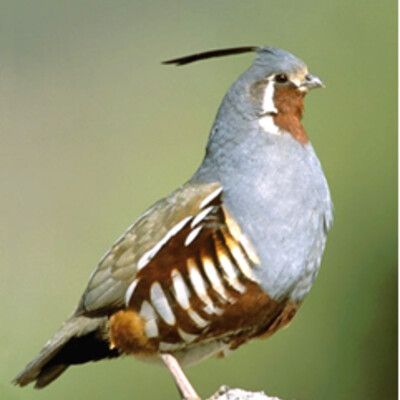 Mountain Quail