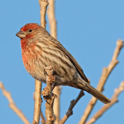 House Finch