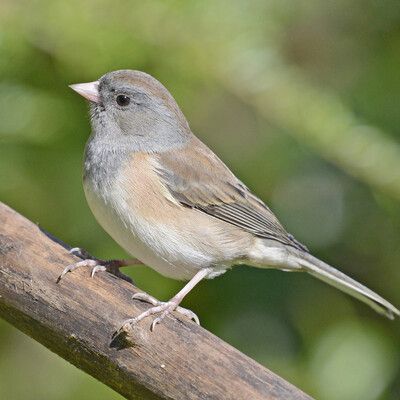 Dark-eyed Junco