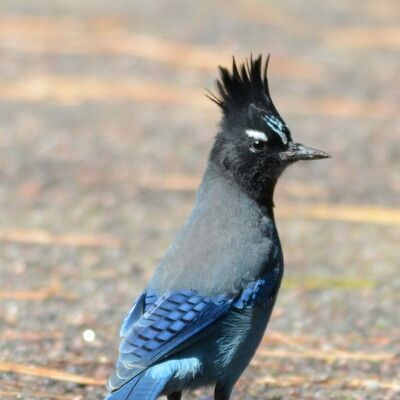 Steller's Jay