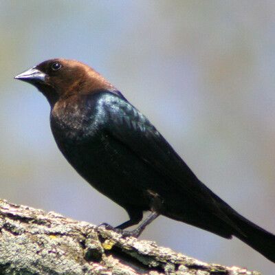 Brown-headed Cowbird
